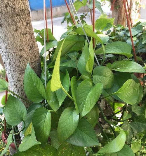 绿萝种植全攻略（快速掌握绿萝的种植技巧）