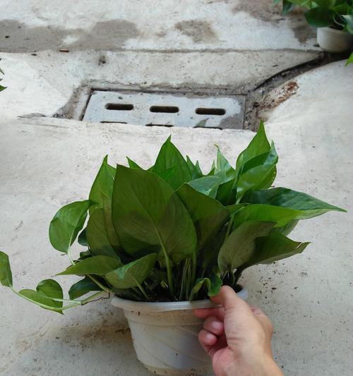 绿萝种植全攻略（快速掌握绿萝的种植技巧）