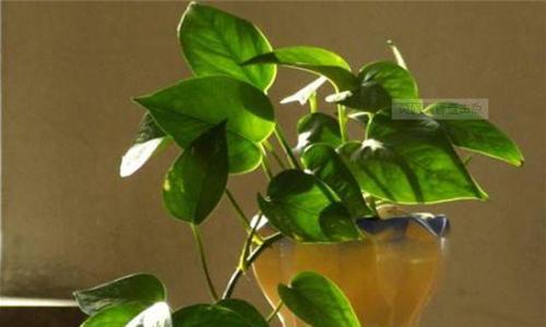 绿萝种植全攻略（快速掌握绿萝的种植技巧）