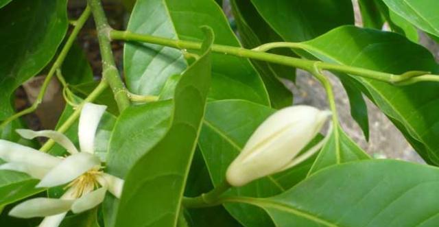 白兰花的种植技巧（白兰花的生长环境、水分管理、施肥技巧、病虫防治等）