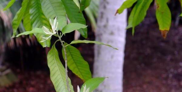 白兰花的种植技巧（白兰花的生长环境、水分管理、施肥技巧、病虫防治等）