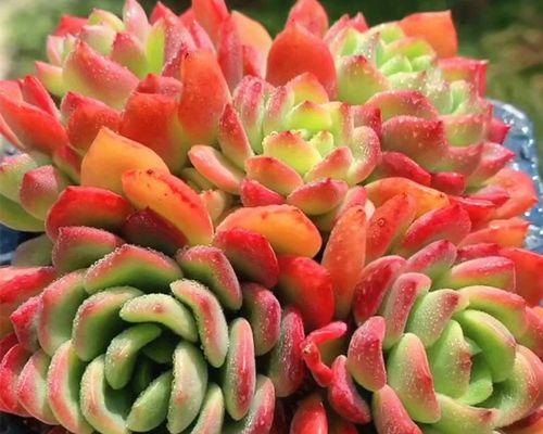多肉植物品种大全（探寻多肉植物的神秘世界）