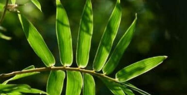 如何正确养殖凤尾竹（打造美丽生态园林，从凤尾竹开始）