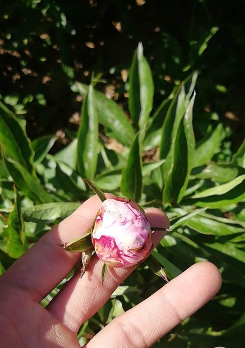 芍药春天种植指南（如何在春季种植芍药？芍药生长需要什么？芍药育苗技巧大全）