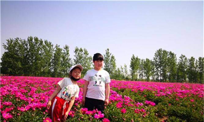 芍药春天种植指南（如何在春季种植芍药？芍药生长需要什么？芍药育苗技巧大全）