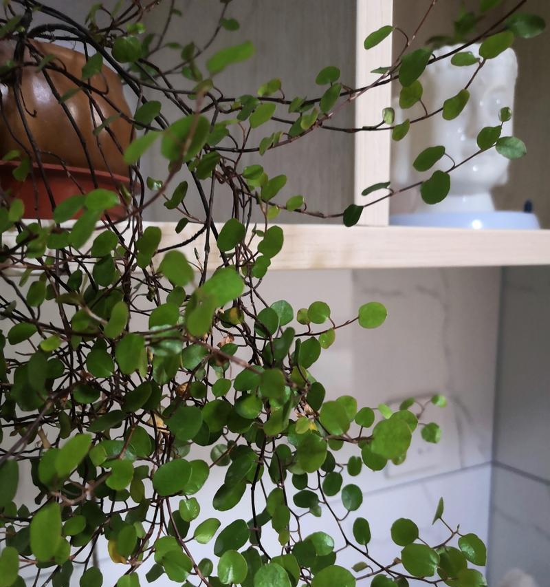 如何正确修剪千叶吊兰？（了解千叶吊兰的特点和常见问题，让你轻松打造健康美丽的植物）