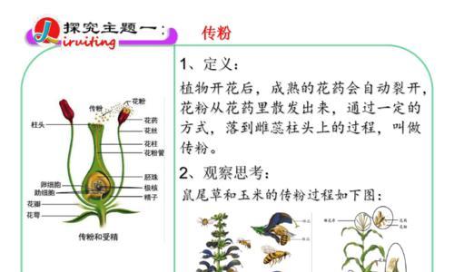 植物传粉与授精机制（解密植物花粉的旅程以及精子与卵细胞的交汇）