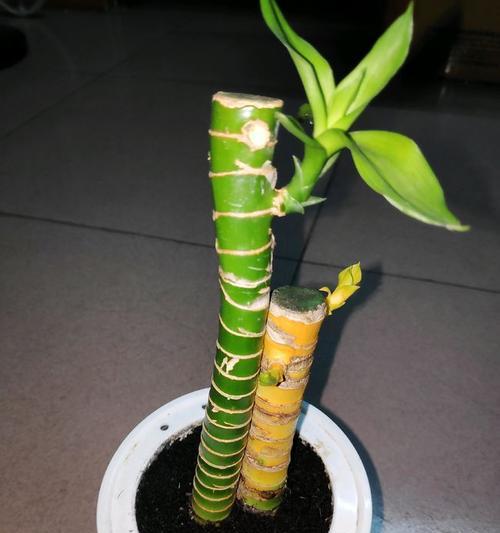 如何科学养护富贵竹，让其生机勃勃（打造生态环保的办公室）
