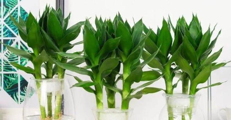 水培植物（突破传统土壤限制，打造家居绿色空间）