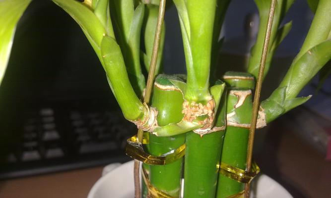 富贵竹太阳光的重要性（让你的富贵竹健康成长）