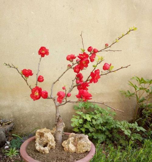 海棠花（探究海棠花的习性和养护方法）