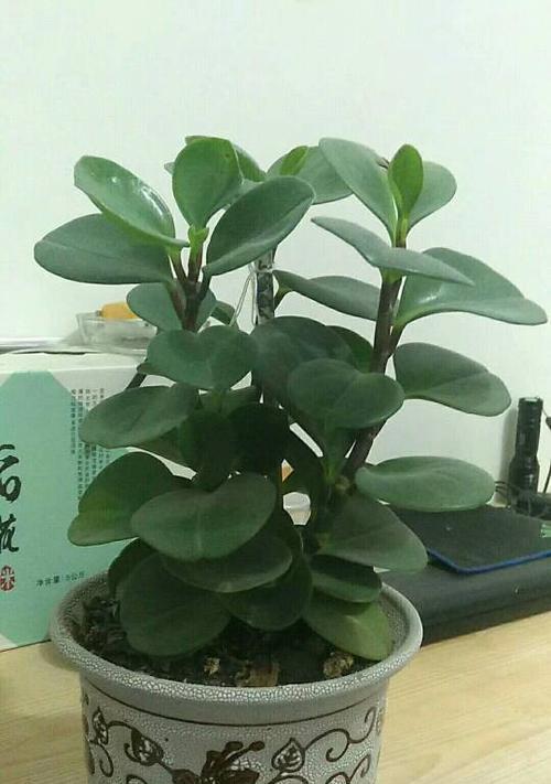 喜阴植物花卉大全，打造清凉舒适的绿色家园（探秘喜阴植物花卉，让阳光的余晖更美好）