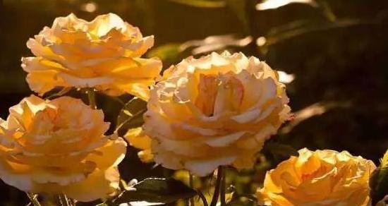 金香玉玫瑰花语的美丽与寓意（探寻金香玉玫瑰的花语世界）