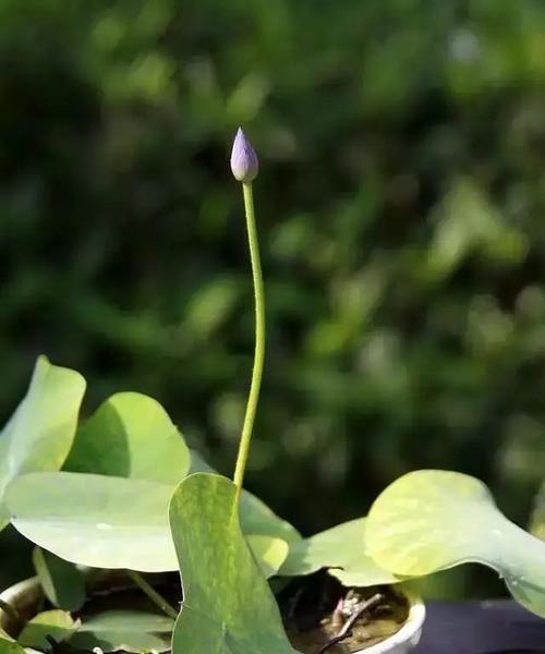 碗莲种植方法（从选种到养护，教你如何种出美丽的碗莲）