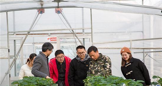 草莓种植方法全过程图解（从选种到收割，轻松掌握草莓种植技巧）