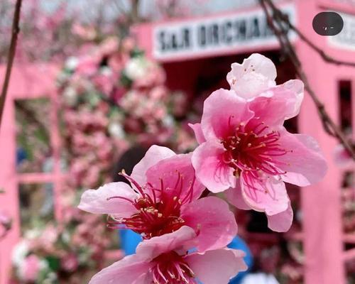 九月桃花刀（桃花如此妖艳，刀下如何守护命运？）