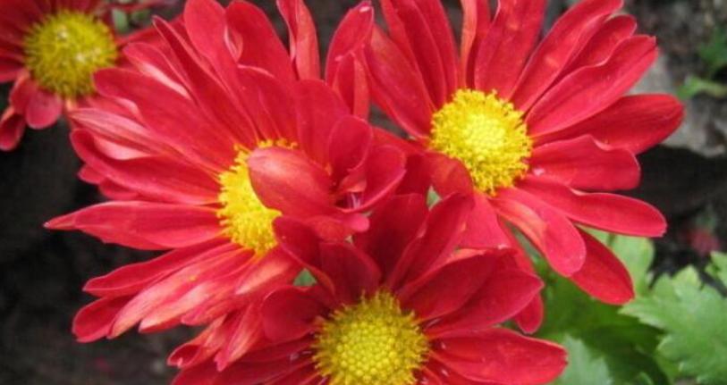 菊花的花语故事（在荒凉中绽放，让希望永驻）
