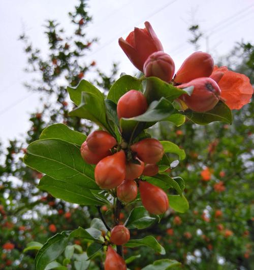 石榴树开花结果的全过程（探秘石榴树开花结果的时间、条件、产量和品质）