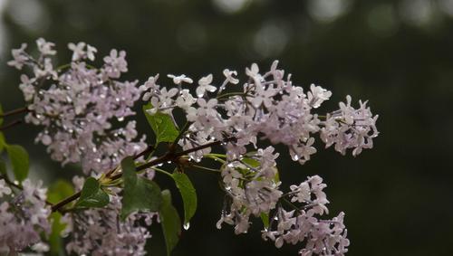 春雨花卉养殖指南（从选择到养护全程掌握）