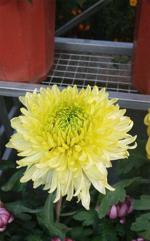 菊花的花语与寓意（揭开各种菊花的神秘面纱，了解它们的深层寓意）