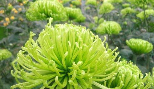 菊花之美（探索菊花的色彩世界与深刻寓意）