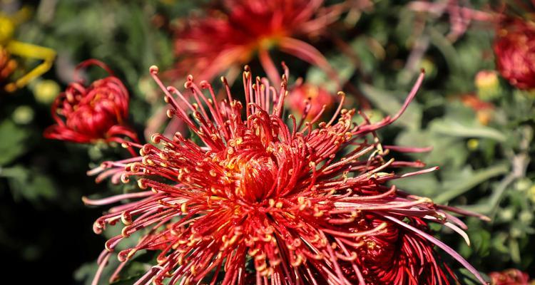 菊花之美（探索菊花的色彩世界与深刻寓意）