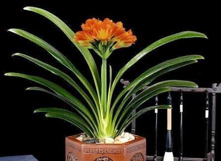 君子兰的花语与意义（揭示君子兰的花语，让你了解植物世界的绅士风度）
