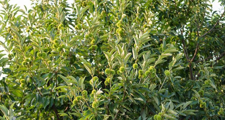 板栗树适合在什么地方种植？（了解板栗树生长的环境需求，选择适宜的土壤和气候条件。）