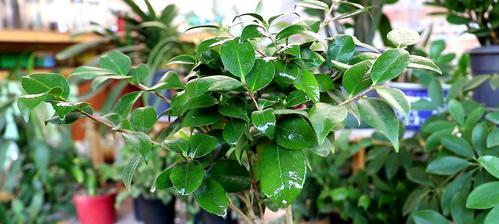 茶花盆栽的养殖方法与注意事项（打造美丽茶花盆栽，这些知识你必须了解！）