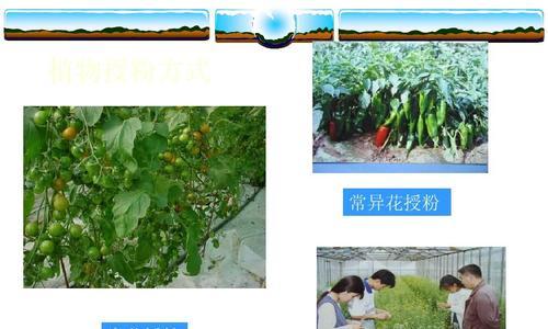 自花传粉的植物（探究自花传粉机制）