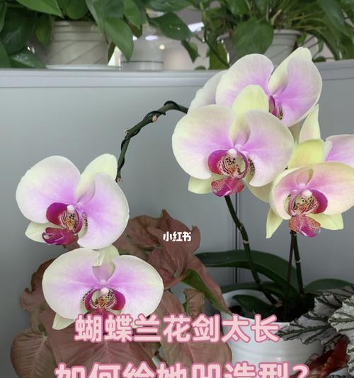 开完花的蝴蝶兰养护全攻略（如何维护你的开花蝴蝶兰？——一位资深养护者分享的经验）