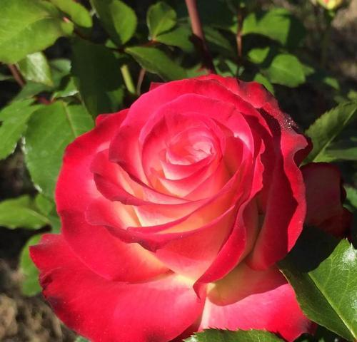 肯尼亚红玫瑰花语（探索肯尼亚红玫瑰的美丽花语）