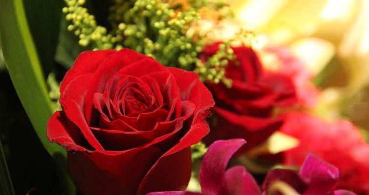 肯尼亚红玫瑰花语（探索肯尼亚红玫瑰的美丽花语）