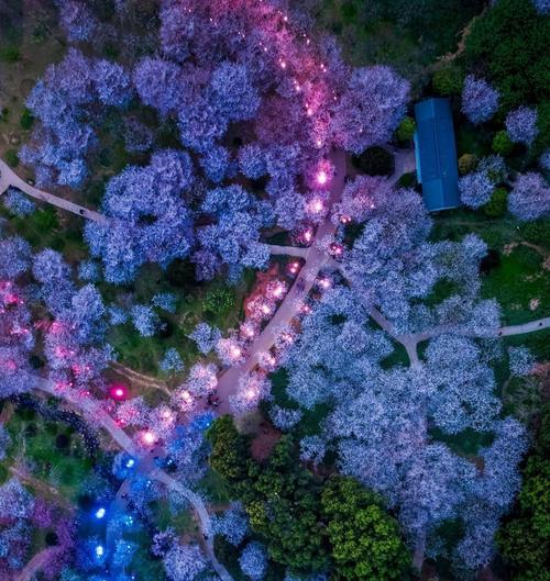 迎春踏青，寻访武汉樱花美景（走进樱花的世界，感受春天的气息）