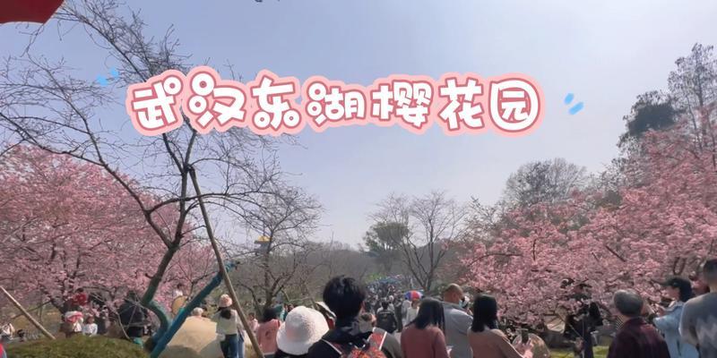迎春踏青，寻访武汉樱花美景（走进樱花的世界，感受春天的气息）