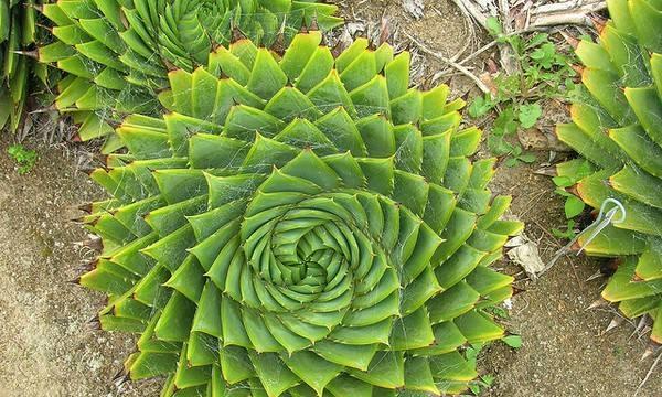 孔雀芦荟花语（揭秘孔雀芦荟的花语与象征意义）