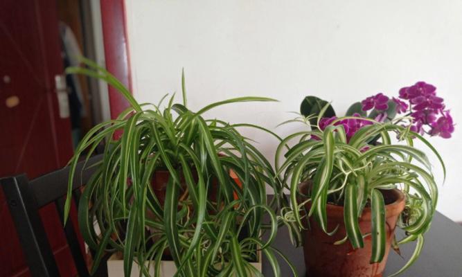宽叶吊兰花语（一叶承载的希望，守护生活的坚持）