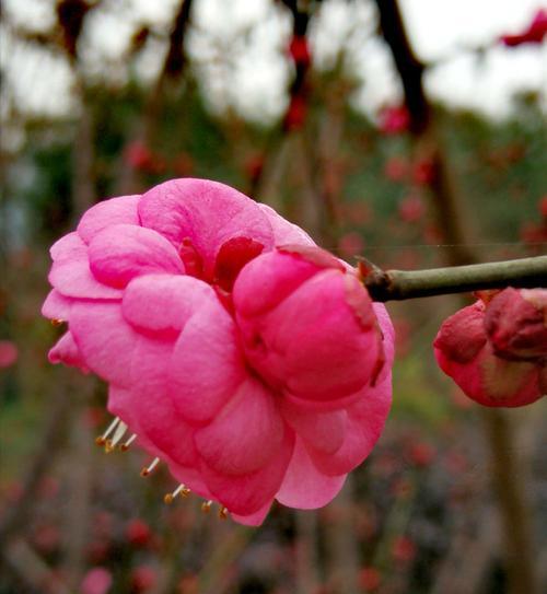 腊梅花的花语（腊梅花的花语和象征，以及其在爱情中的含义）