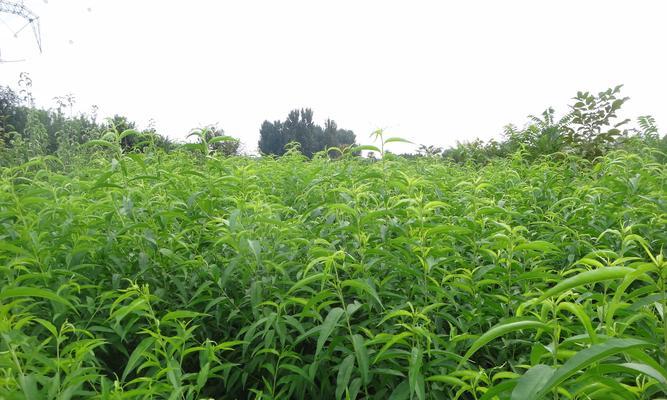 种植桃树的全流程（了解桃树的生态特征，掌握种植要点）