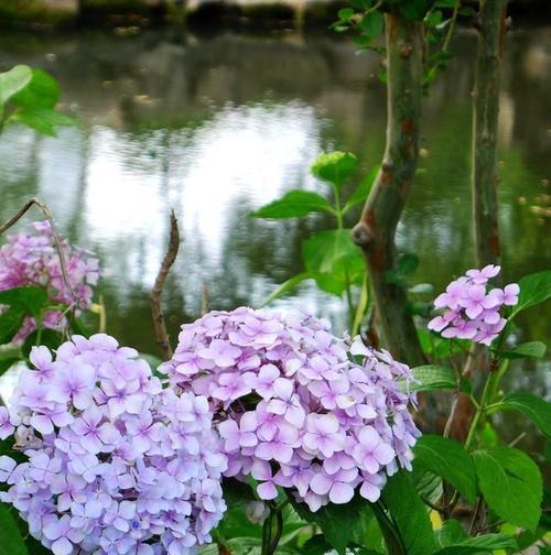 追寻幸福之路——以蓝边八仙花花语为主题的探索（蓝边八仙花的花语和象征意义，让我们一同走进幸福的世界）