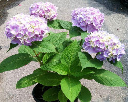 追寻幸福之路——以蓝边八仙花花语为主题的探索（蓝边八仙花的花语和象征意义，让我们一同走进幸福的世界）