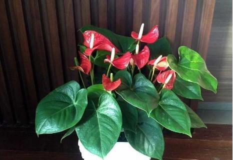 红掌花的养殖方法（打造绚丽色彩的花园）