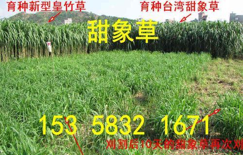 如何种植皇竹草种子（从选种到收获，一篇详细指南）