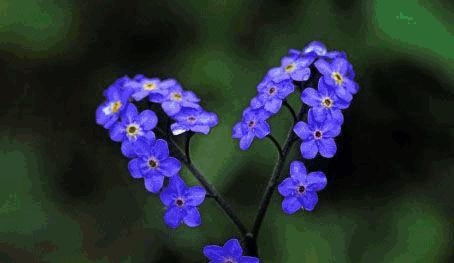 蓝色非洲菊花语的美丽寓意（探寻蓝色非洲菊花的深层含义和用途）