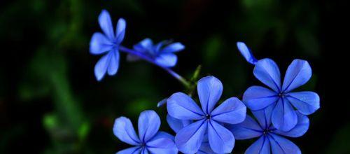 蓝色兰花的花语——深情与祝福（用蓝色兰花表达爱与祝福，传递真挚情感）