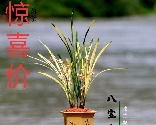 兰花矮品种的意义及特点（探讨矮化兰花的培育价值及应用前景）