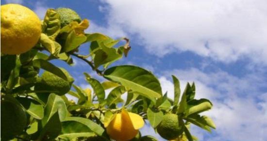 柠檬的养殖方法（从选种到收获，全面掌握柠檬种植技巧）