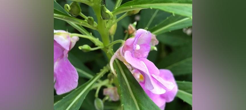 探寻凤仙花的神奇生命周期（从种子到开花全过程揭秘，凤仙花的）