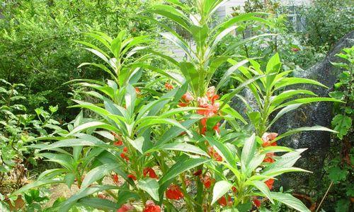 探寻凤仙花的神奇生命周期（从种子到开花全过程揭秘，凤仙花的）