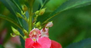 探寻凤仙花的神奇生命周期（从种子到开花全过程揭秘，凤仙花的）